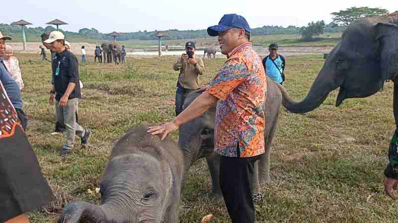 TNWK di Lampung Timur Kini Punya Menara Pandang 53 Meter dan Pagar Listrik 23 Km untuk Atasi Konflik Gajah