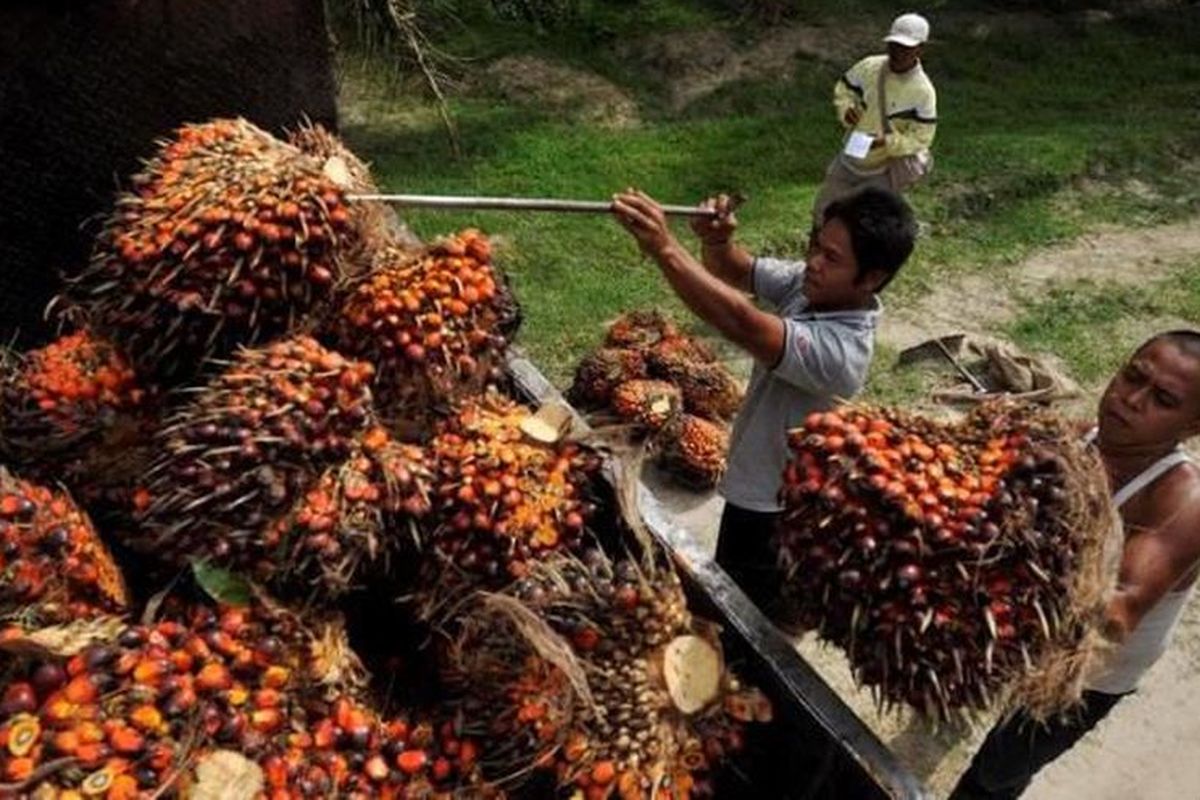 Harga TBS Sawit Aceh Periode Awal Juli Naik, Wilayah Timur Tembus Rp3.622 per Kilogram, Petani Terima Dampak Langsung