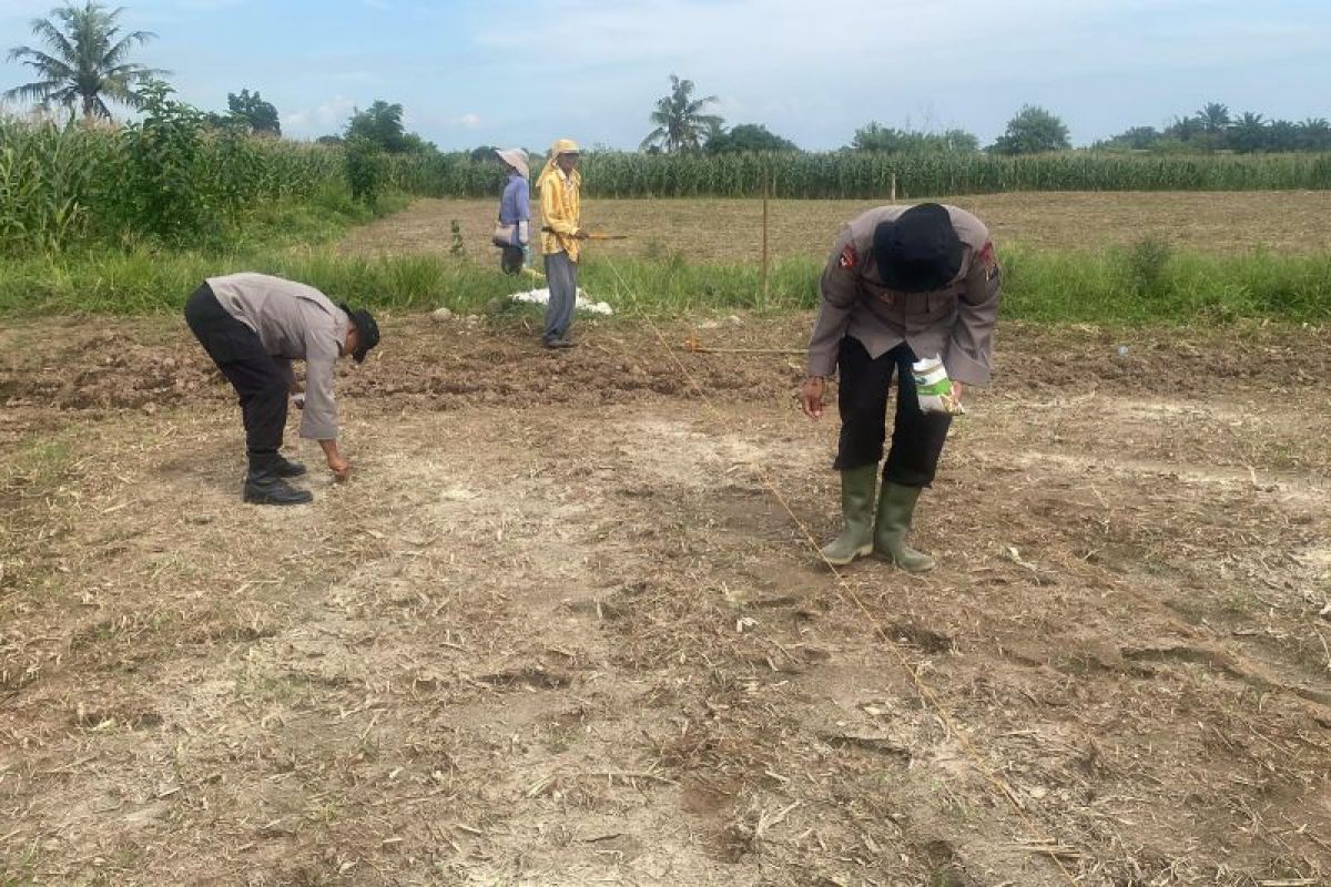 Brimob Polda Sumut Tanam Jagung di Lahan 10.000 Meter Persegi di Binjai, Target Panen 6 Ton September 2026