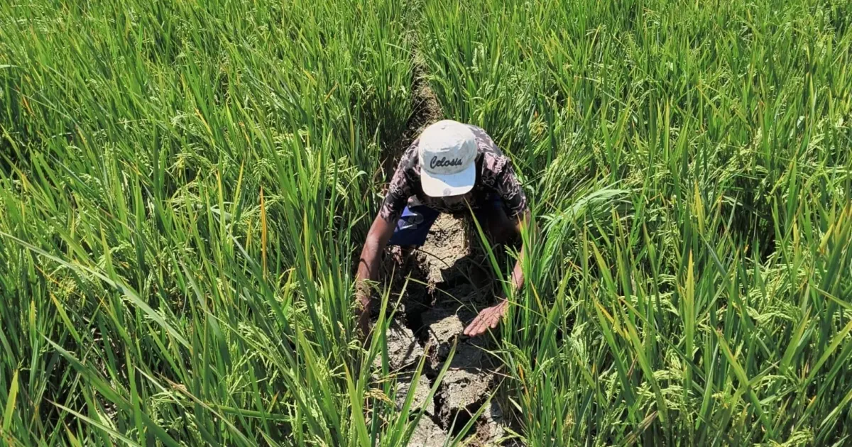 Petani Kendal Rogoh Kocek Ratusan Ribu Rupiah demi Selamatkan Padi dari Kekeringan, Pasokan Air Irigasi Macet