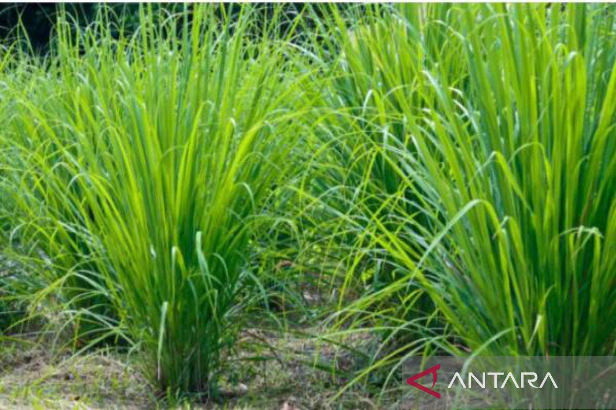 Pemkab Madina Siapkan Pola Kemitraan Garap Serai Wangi dan Nilam, Petani Tak Lagi Bekerja Sendiri