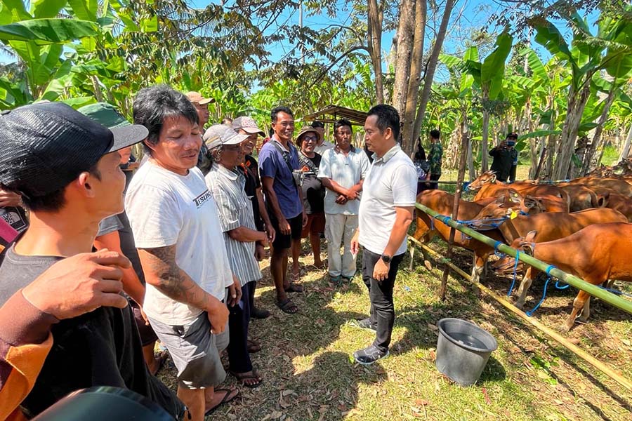 Bupati Jembrana Targetkan Daerahnya Jadi Sentra Produsen Kambing Terbesar di Bali, 44 Ekor Ternak Mulai Dibagikan ke Kelompok Peternak