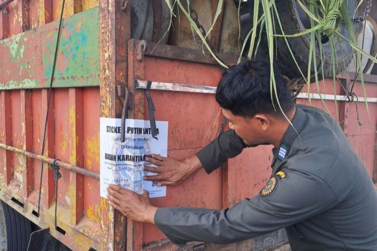 Baratin Sulsel Perketat Pengawasan Pengiriman Hewan Kurban ke Kalimantan, 3.734 Sapi Dicek Sebelum Dikirim