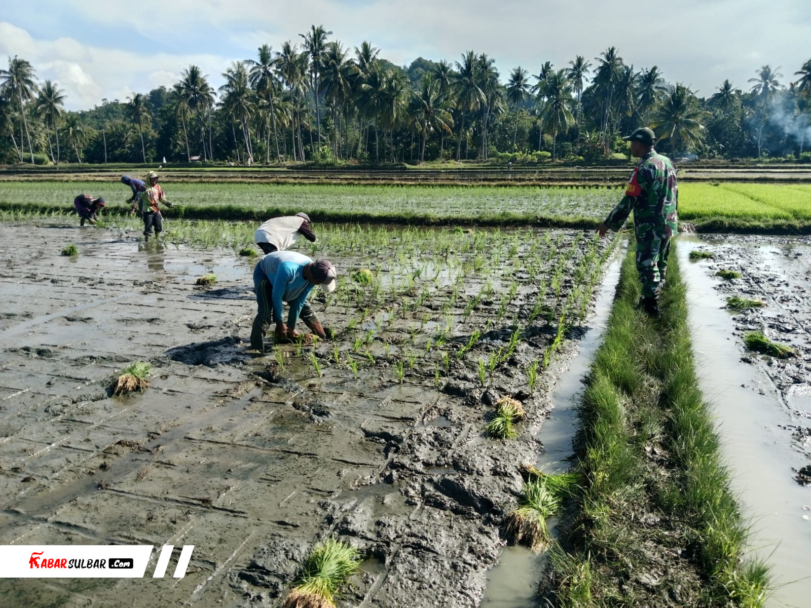 Babinsa Koramil Wonomulyo Turun Tangan Tanam Padi di Tapango, Dukung Target Swasembada Pangan Sulbar