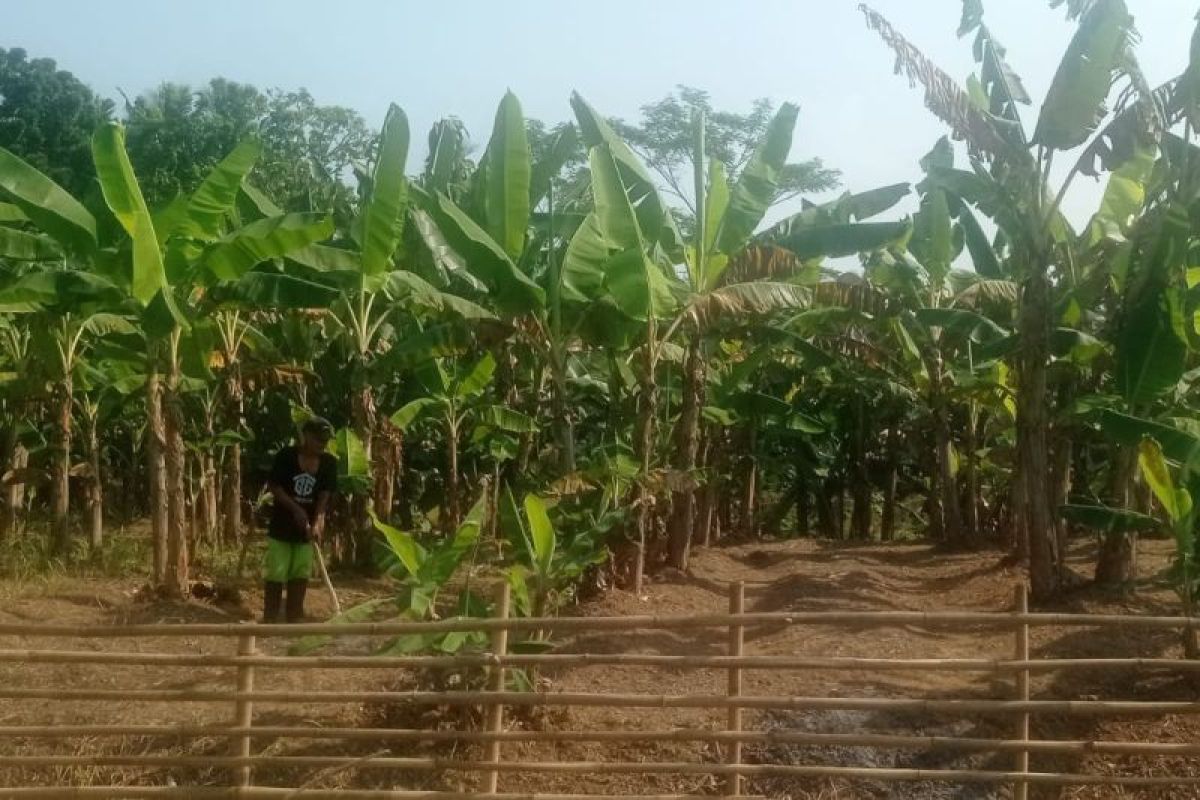 Distan Lebak Ajak Petani Garap Lahan Tidur untuk Jagung, Satu Hektare Bisa Raup Rp 25 Juta