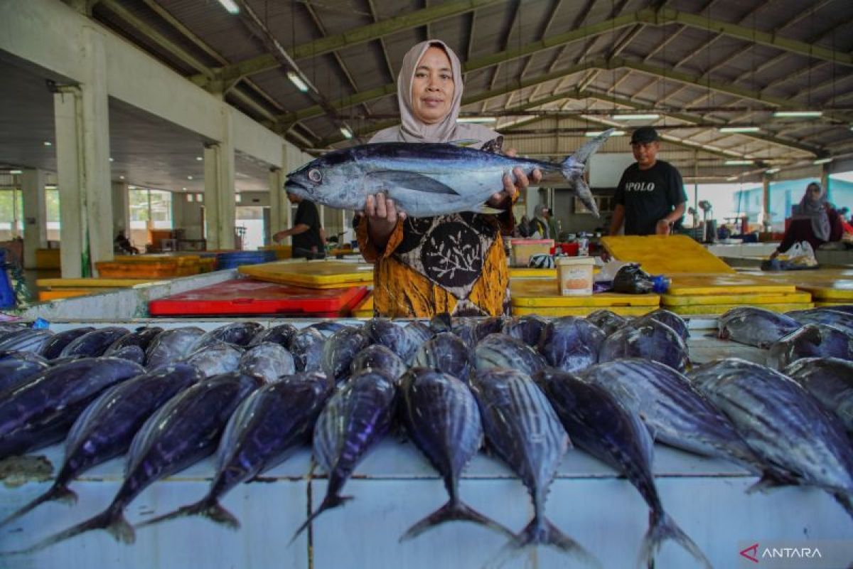 Ikan Tuna Nelayan Pesisir Lebak Tembus Pasar Ekspor Jepang dan Eropa, Perputaran Uang Capai Rp5 Miliar Per Bulan