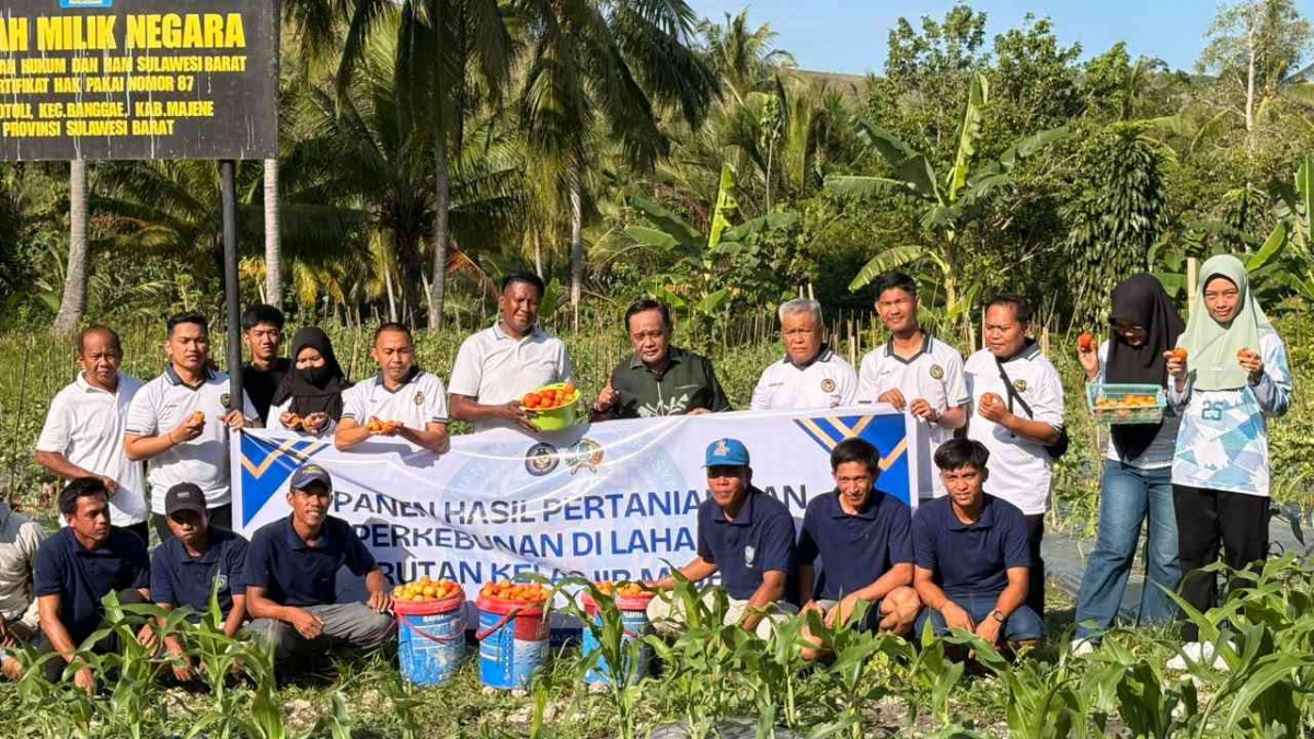 Rutan Majene Panen 60 Kg Tomat dan Semangka dari Lahan SAE, Kakanwil Ditjenpas Sulbar Tanam Bibit Alpukat