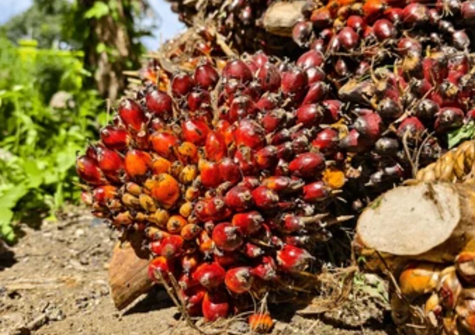 Harga TBS Sawit di Bangka Belitan Tembus Rp3.500/Kg, Petani Belitung Paling Diuntungkan