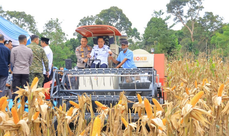 Wagub Sumsel Cik Ujang Panen Raya Jagung di OKU Selatan, Produksi Capai 124.901 Ton Dukung Swasembada Pangan Nasional