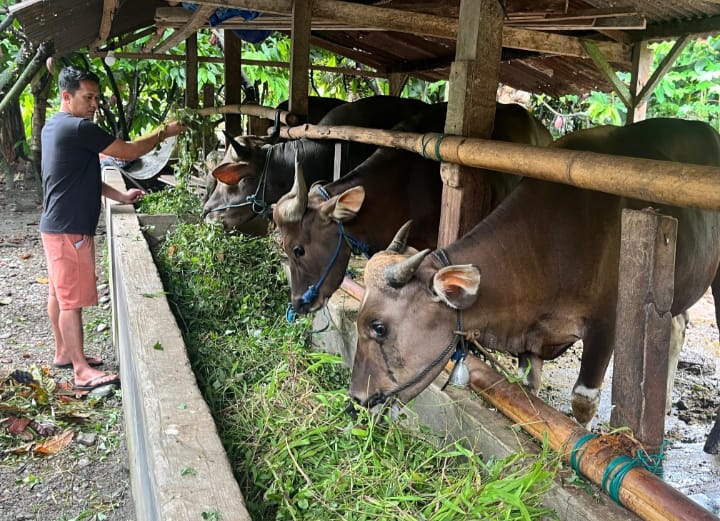 Sapi Kurban Lokal Tarakan Ludes Terjual Jelang Iduladha, Peternak Keluhkan Harga Bibit Tembus Rp16 Juta