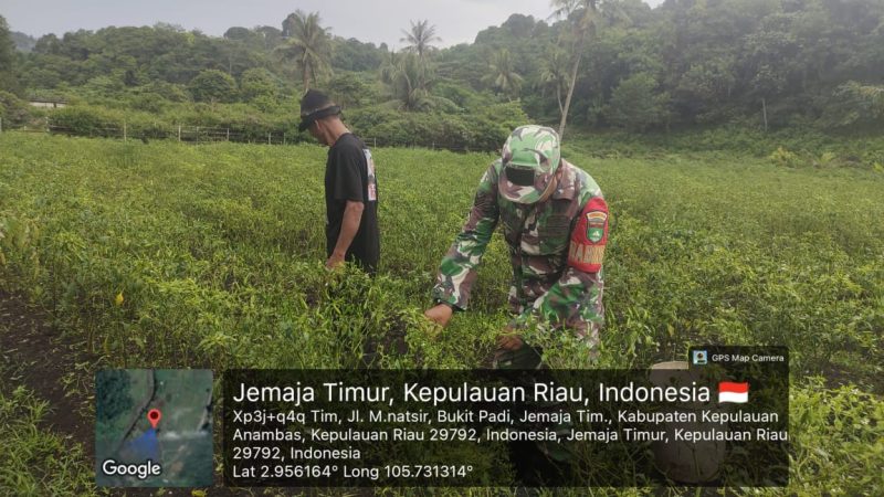 Babinsa Anambas Dampingi Poktan Makmur Jaya Panen Cabai, Dorong Petani Gunakan Bibit Unggul untuk Tingkatkan Hasil