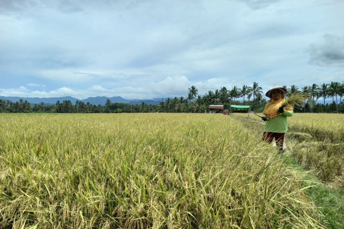BI Sulut Bina 84 Petani dan 144 UMKM Unggulan Lewat Program PATUA-WANUA, Fokus pada Cabai Rawit di Boltim