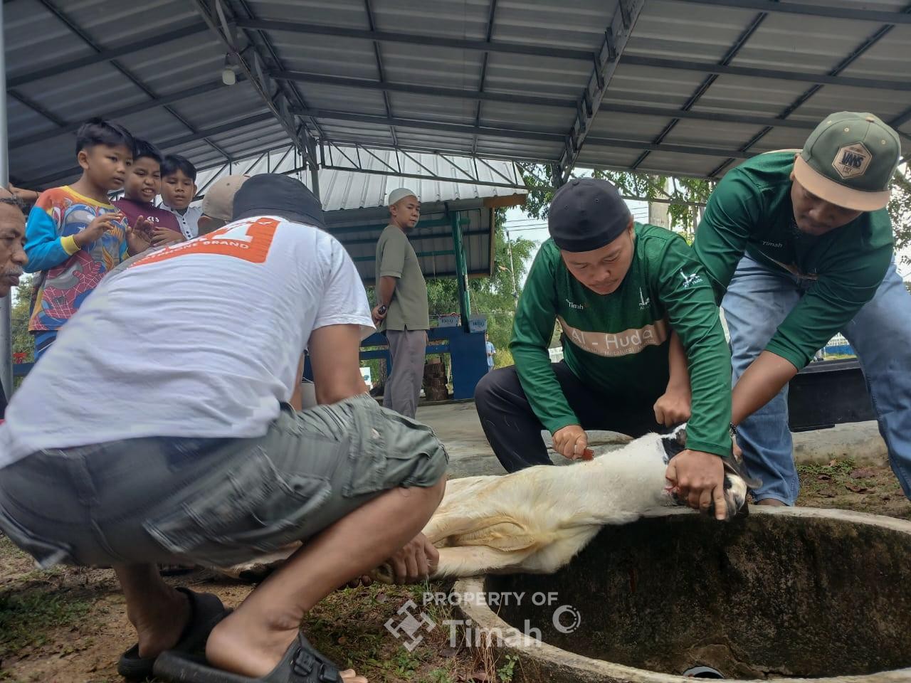 Karyawan PT TIMAH di Bangka Barat Sembelih 6 Hewan Kurban, Salurkan Daging ke Yatim hingga Tenaga Alih Daya
