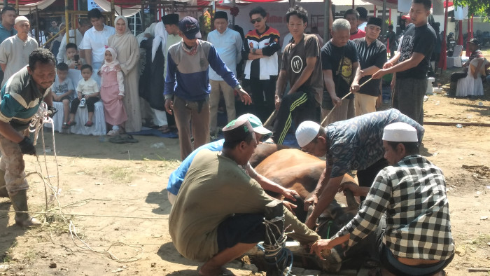 Gerindra Sumsel Potong Puluhan Hewan Kurban Iduladha 1447 H di Palembang, Kartika Sandra Desi Sebut Terus Bertambah