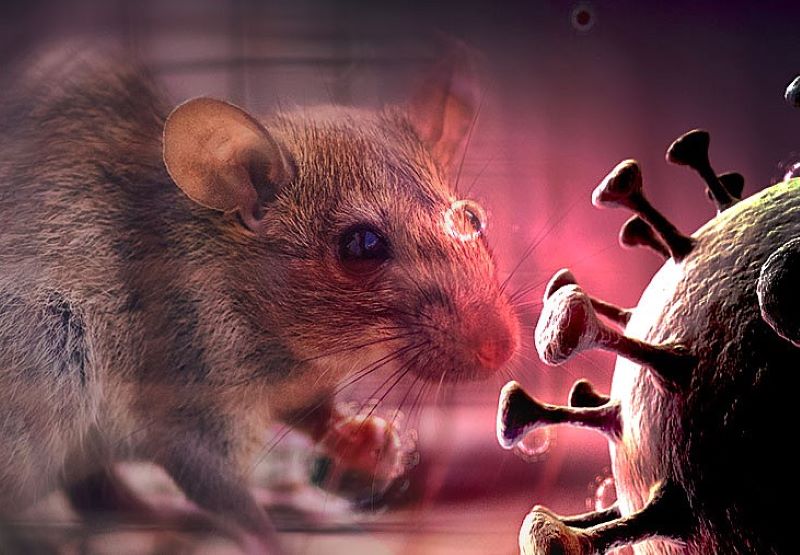 Dinkes Sumut Imbau Warga Waspadai Virus Hanta yang Ditularkan Tikus, Tingkat Kematian Tinggi