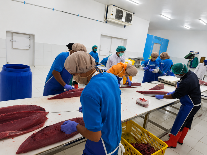 Ekspor Perdana 39 Ton Tuna dari Morotai, PT BFT Libatkan Nelayan Lokal di Rantai Pasok Modern