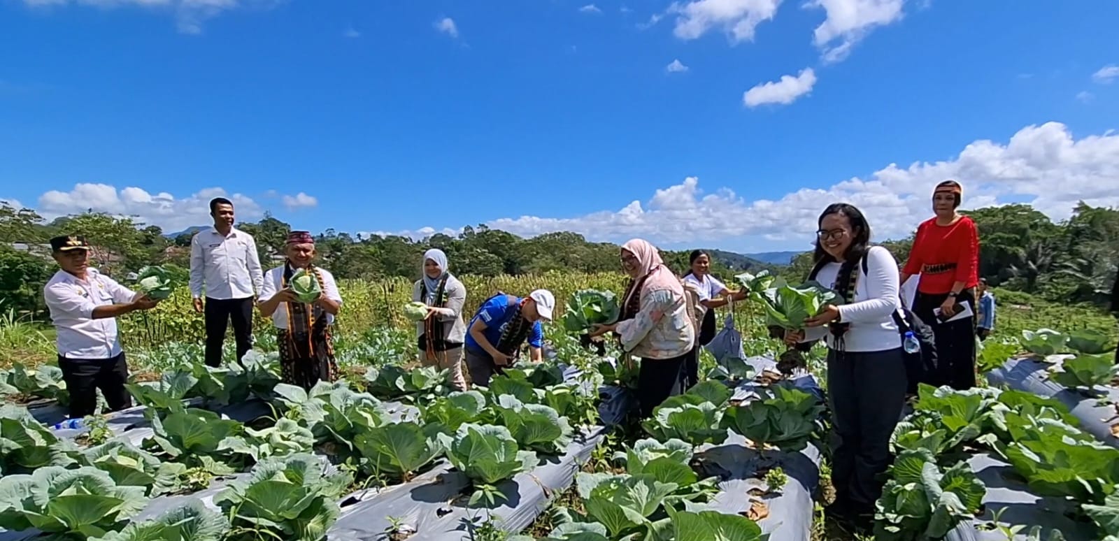 Panen Raya Green Skills Manggarai: 209 Petani Muda Buktikan Pertanian Cerdas Iklim Raup Rp40 Juta per Panen