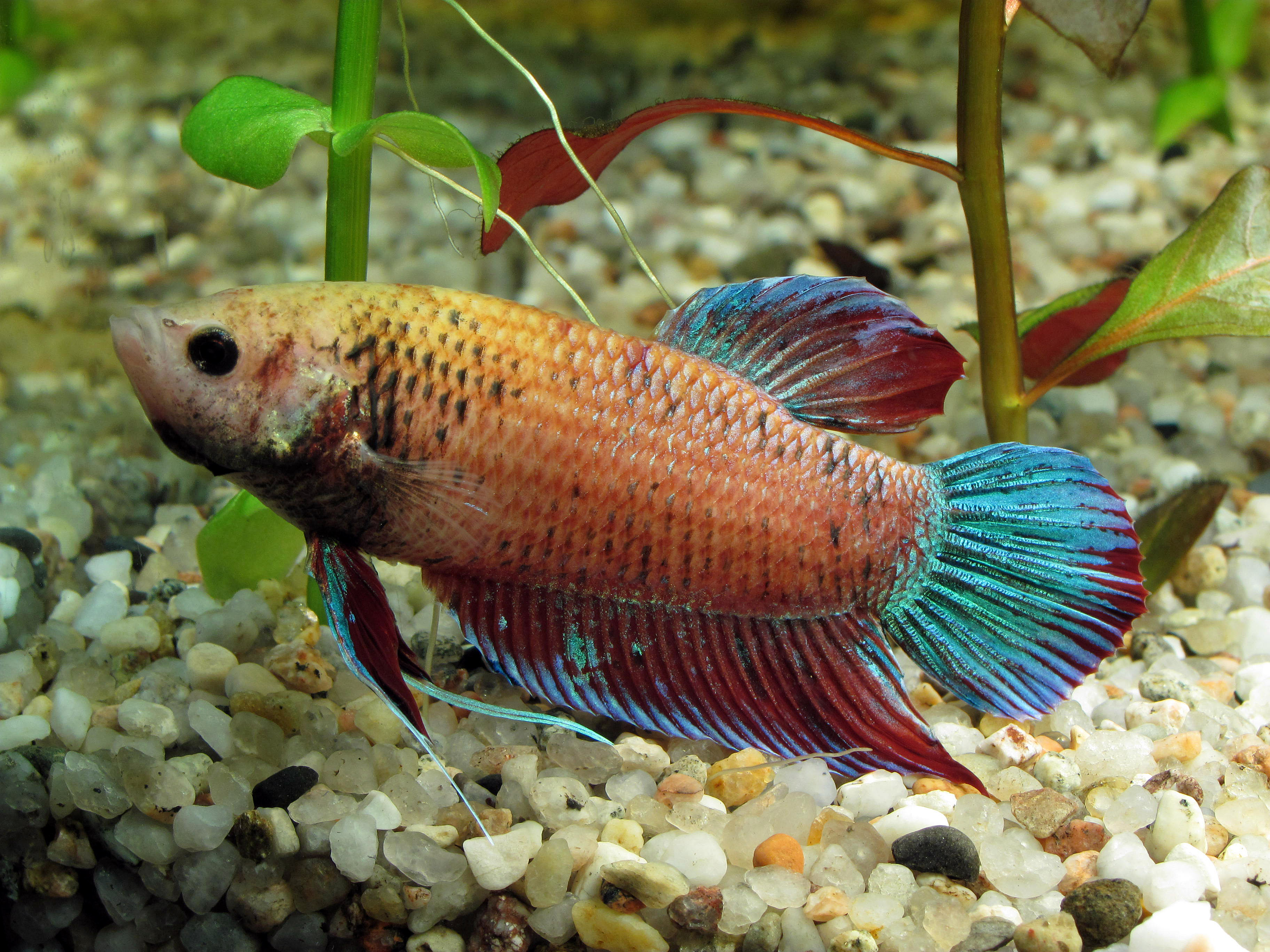 7 Tips Memelihara Ikan Cupang untuk Pemula
