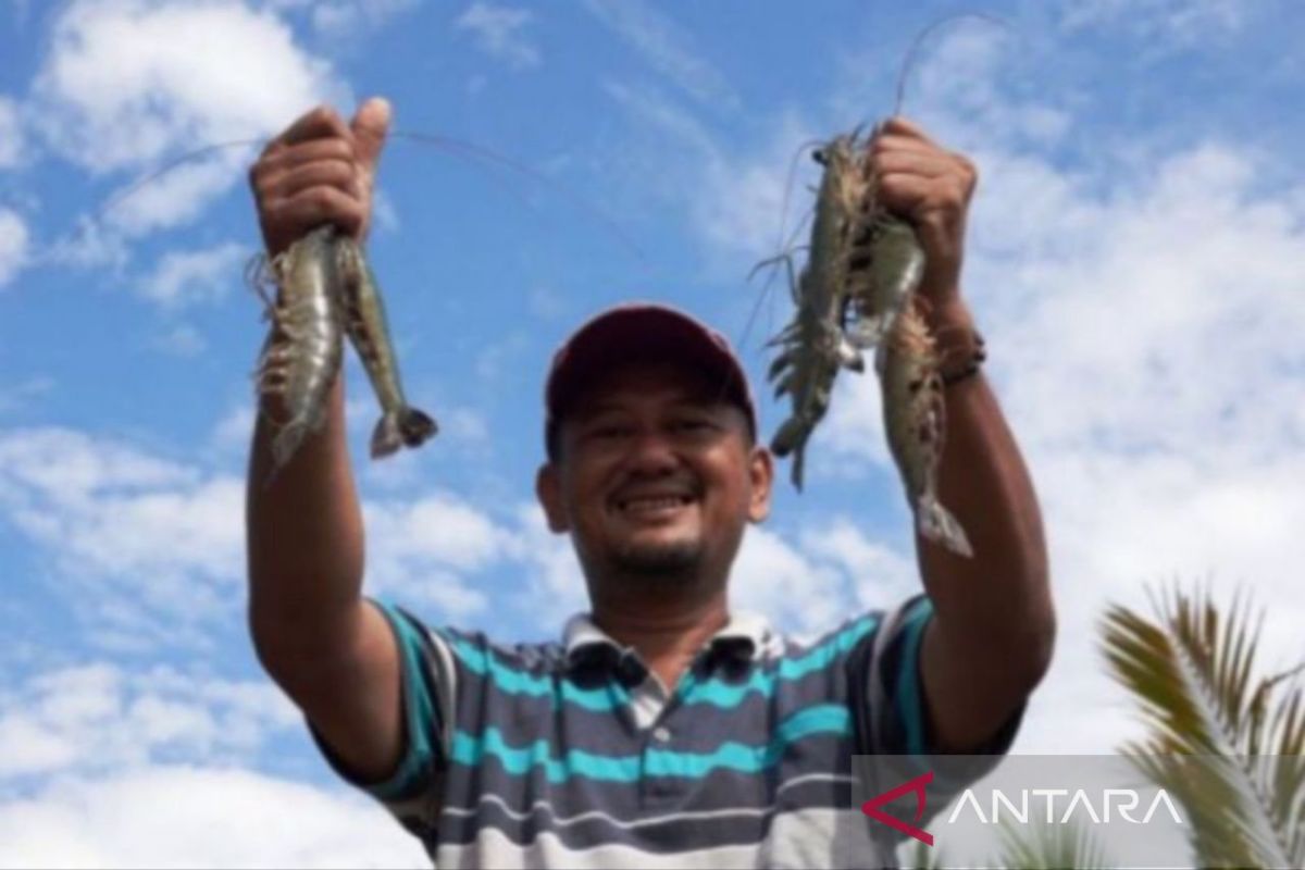Ekspor Perikanan Kaltim Tembus 231 Ton Senilai Rp 38,6 Miliar, Udang Windu Jadi Primadona ke Jepang dan AS