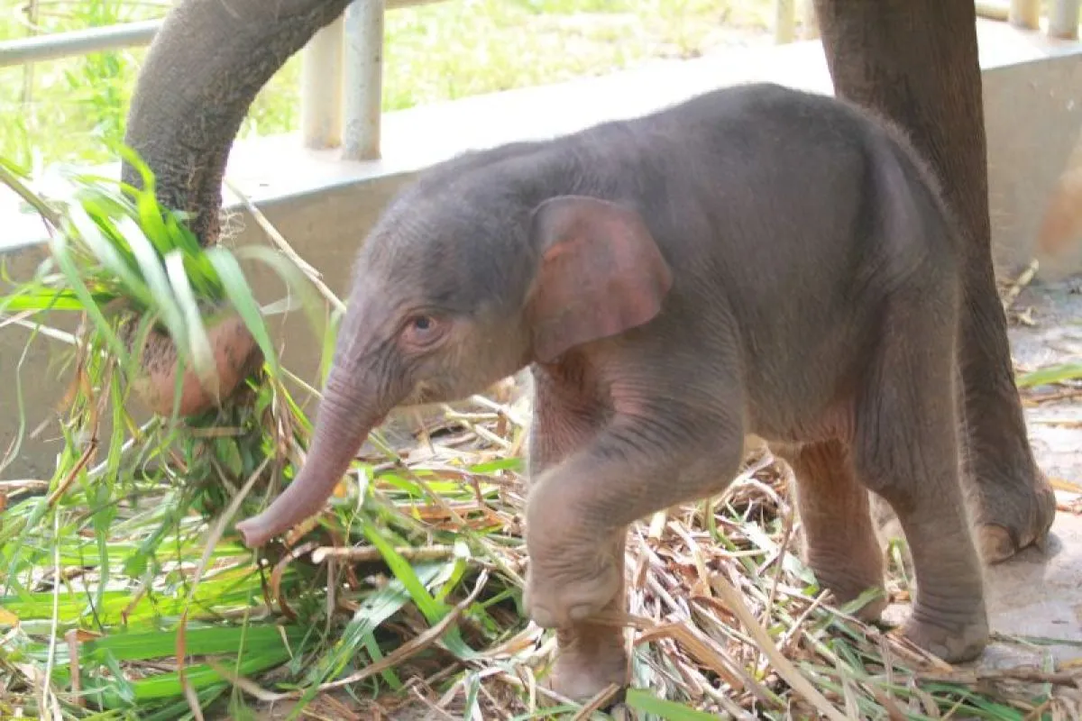Bayi Gajah Sumatera Betina Lahir di Taman Satwa Lembah Hijau Lampung, Indukan Mega dan Aris Kini Punya Anak Ketiga