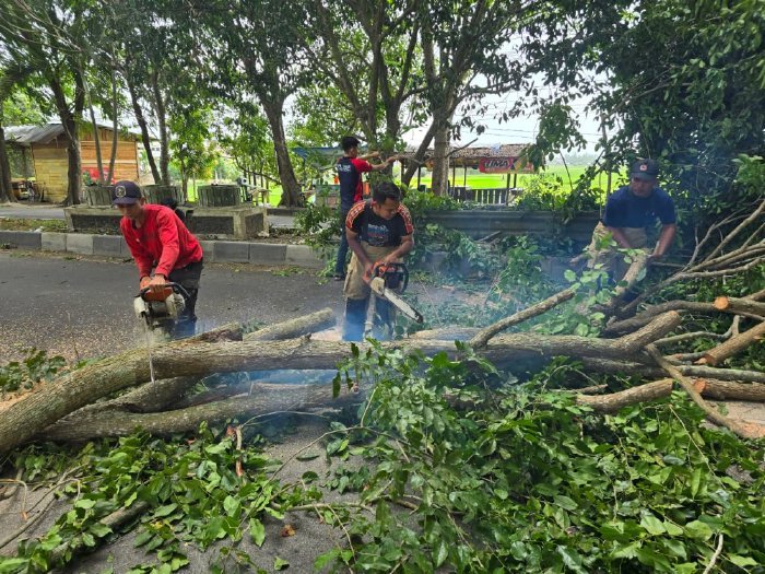 BPBD Aceh Besar Tangani 23 Kejadian Angin Kencang Sejak 4 Agustus, Pohon Tumbang Dominasi Lima Kecamatan