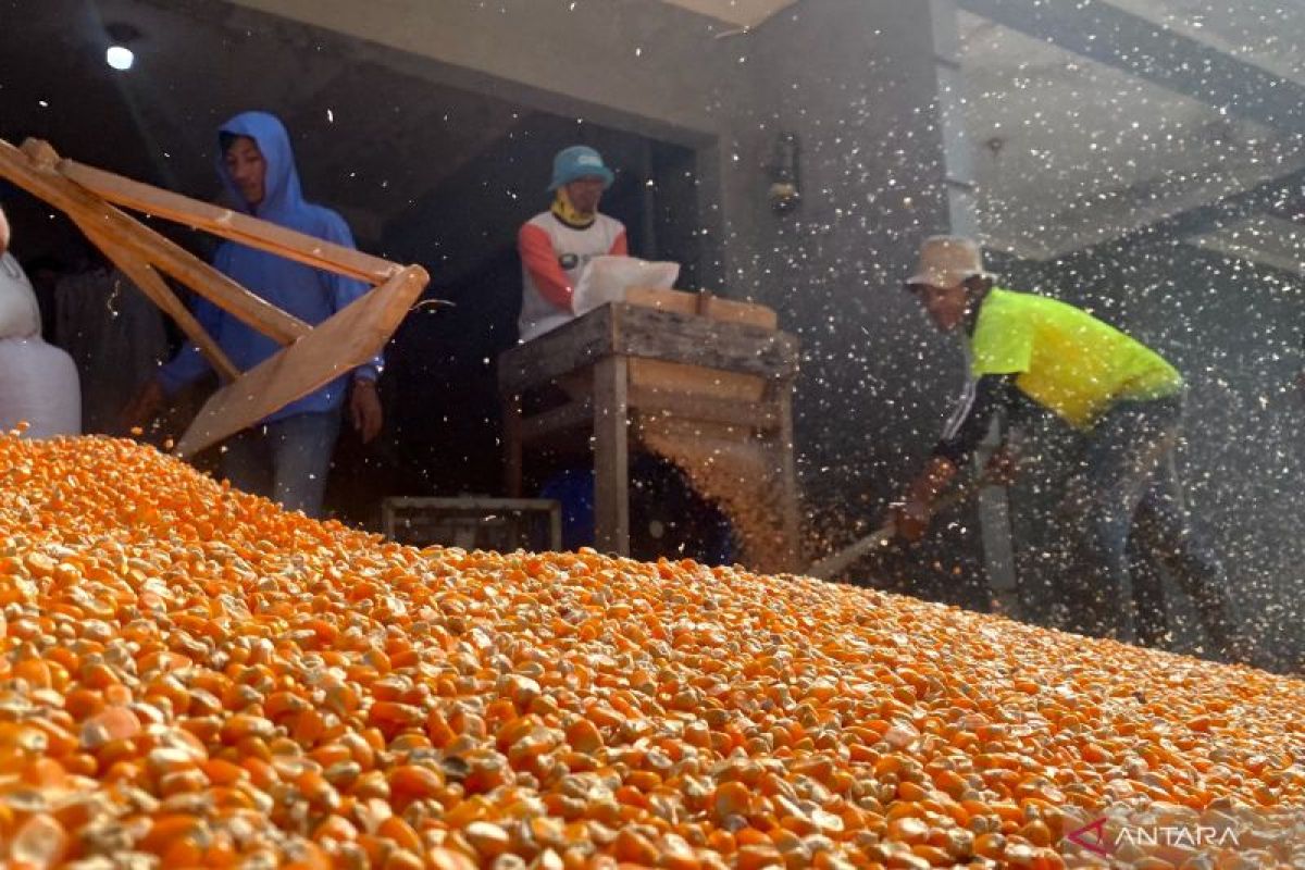 Kabupaten Garut Masih Kaji Pembangunan Pabrik Pakan Ternak, Petani Jagung Berharap Ada Hilirisasi