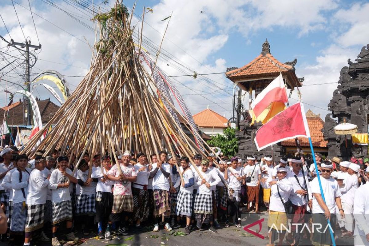 Ribuan Warga Desa Munggu, Badung, Gelar Tradisi Mekotek saat Hari Raya Kuningan, Simbol Kemenangan Dharma Lawan Adharma