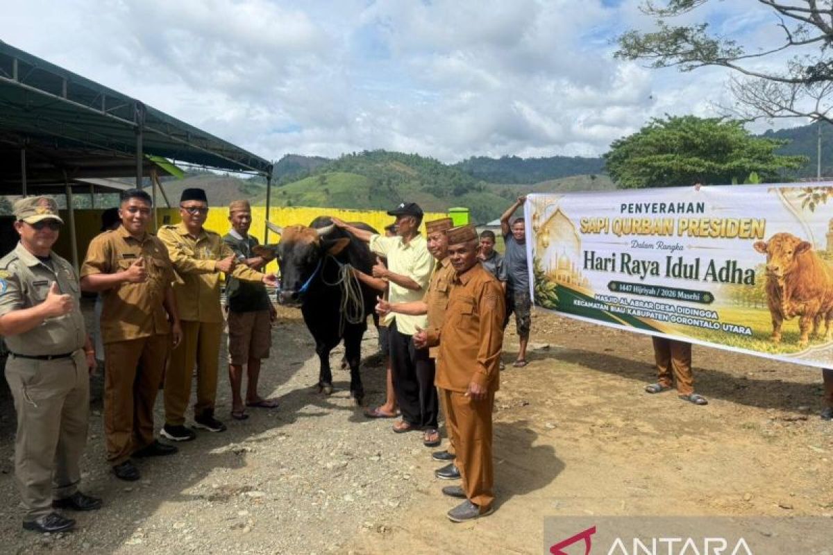 Sapi Kurban 'Monster' Bobot 1 Ton Lebih Bantuan Presiden Prabowo Tiba di Gorontalo Utara, Warga Desa Didingga Antusias