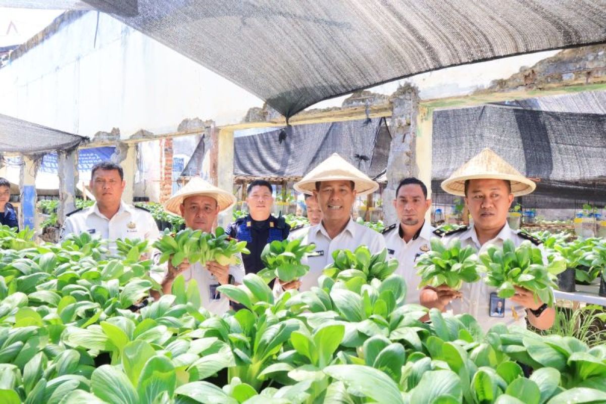 Lapas Manado Panen Perdana Pakcoi Hasil Budi Daya Warga Binaan, Dibekali Keterampilan Bertani Sebelum Bebas