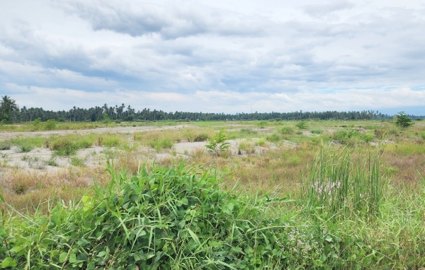 7 Bulan Pascabanjir Bireuen, Ratusan Hektare Sawah di Kuta Blang Masih Terkubur Endapan Tanah, Petani Kehilangan Mata Pencaharian