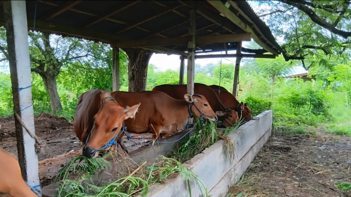 Kuota Pengiriman Sapi Bali Cepat Habis, Distan Pangan Provinsi Terapkan Analisis Populasi Ketat untuk Jaga Keberlanjutan Ternak Lokal