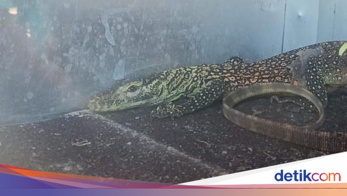 Anak Komodo Masuk Rumah Warga di Manggarai Timur, BBKSDA NTT Evakuasi dan Lepasliarkan ke Habitat