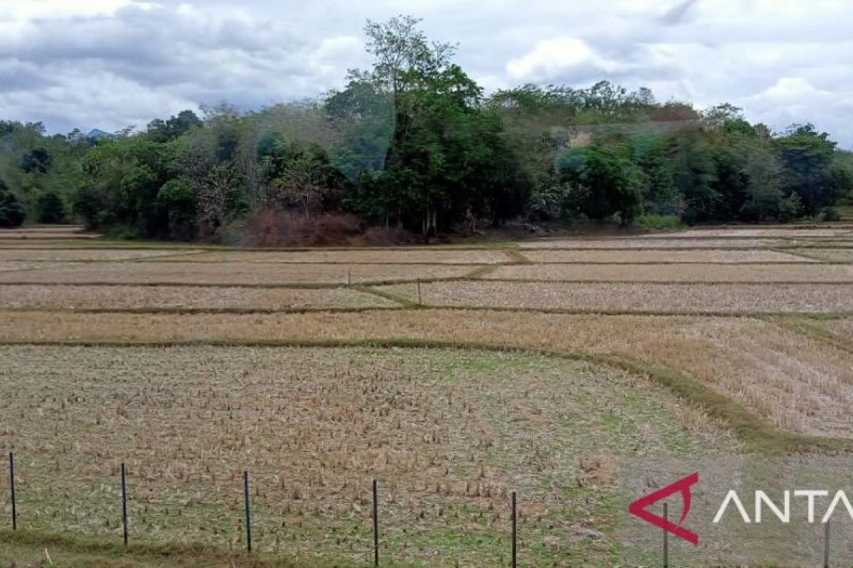 Pemprov Sulsel Siapkan 300 Pompa Air Hadapi El Nino, Prioritaskan Lahan Padi di Kabupaten Terdampak Kekeringan