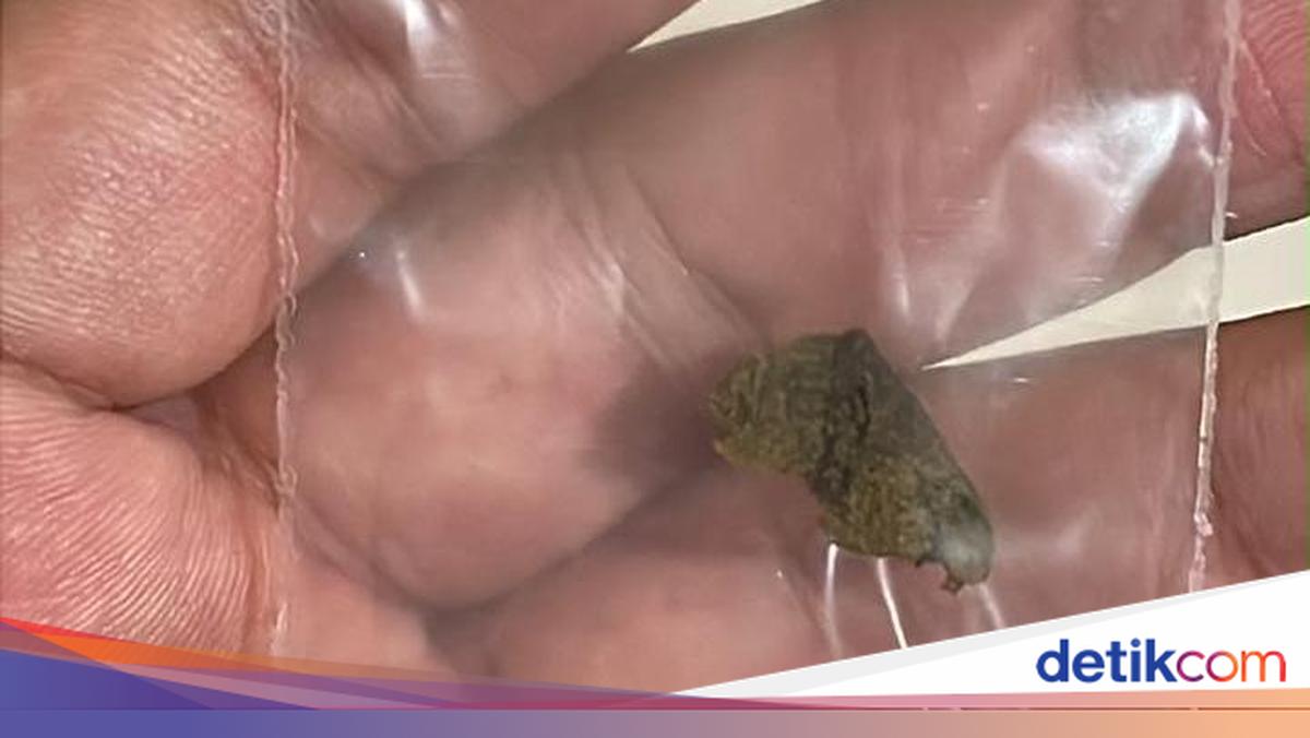 BNN Gagalkan Peredaran 7,8 Kg Hashish di Bali, Dua WN Rusia Dibekuk Usai Kejar-kejaran dari Gilimanuk