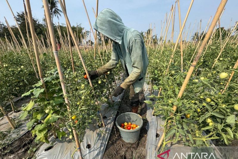 Pemkot Palu Klaim Palu Mapan Tetap Produktif di Tengah El Nino, Panen Tomat di Kawatuna Capai 7 Ton