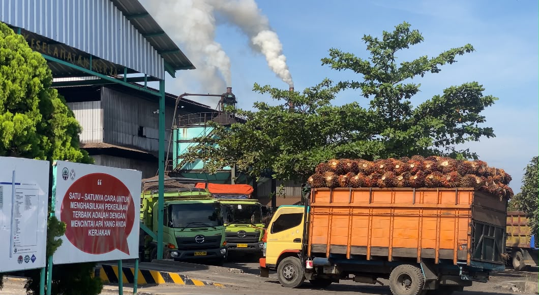 Harga TBS Sawit di Bengkulu Selatan Kembali Bergerak, Selisih PT SBS dan PT BSL Kini Hanya Rp70 per Kilogram