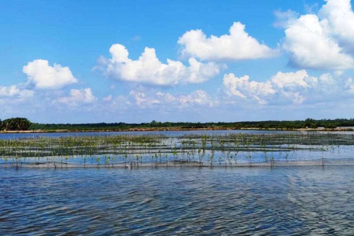 Petambak Mangrove di Kaltim Terima Insentif Rp1 Juta per Hektare, Legalitas Lahan Dijamin 30 Tahun