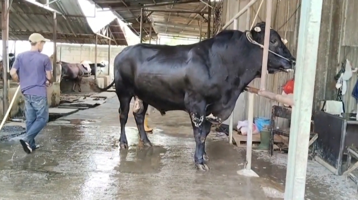 Sapi Kurban Presiden Prabowo Seberat 1,1 Ton Asal Tangerang, Peternak Roji Ceritakan Perawatan Khusus Sambo