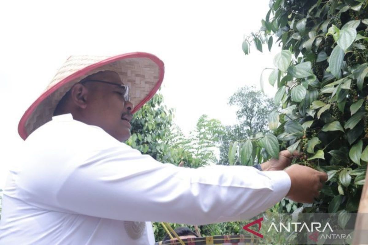 Pemprov Bangka Belitung Remajakan 195 Hektare Kebun Lada Petani, Target Produksi Kembali Berjaya di Pasar Global