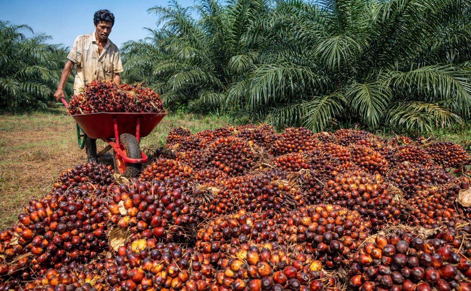 DPRD Kutai Timur Dorong Penerapan Satu Harga TBS Sawit, Petani Swadaya dan Mitra Harus Setara