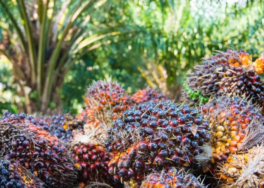 Harga TBS Kelapa Sawit di Sulawesi Barat Juli 2026 Ditetapkan Rp 3.276,60 per Kg, Petani Menanti Kepastian