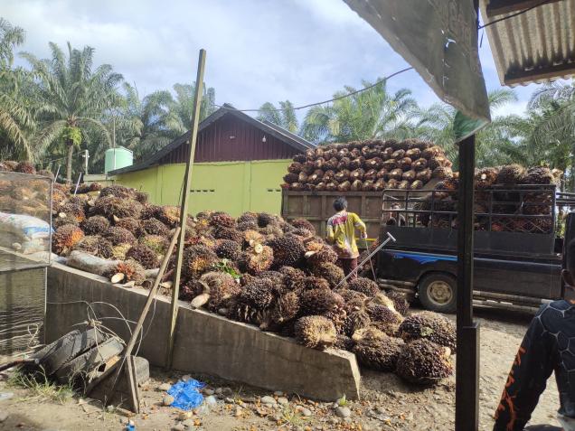 Harga TBS Sawit di Bengkulu Anjlok hingga Rp 1.880 per Kilogram, APKS Sebut Kebijakan Ekspor Satu Pintu Biang Kerok