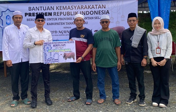 Bupati Tanah Bumbu Serahkan Sapi Kurban Presiden Prabowo Bobot 1 Ton ke Masjid Agung Al Falah, Harap Berkah Idul Adha