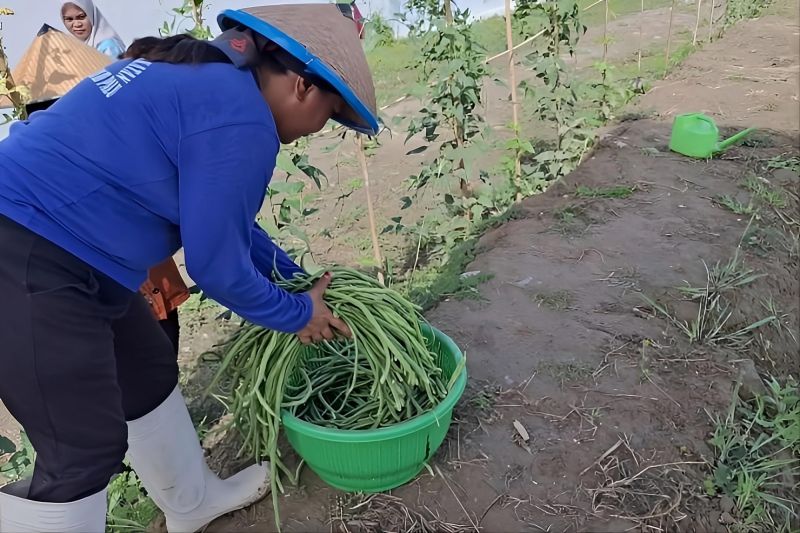 Kanwil Ditjenpas Sulteng Catat Produksi Hortikultura Warga Binaan Capai 27,21 Ton Sepanjang Semester I 2026