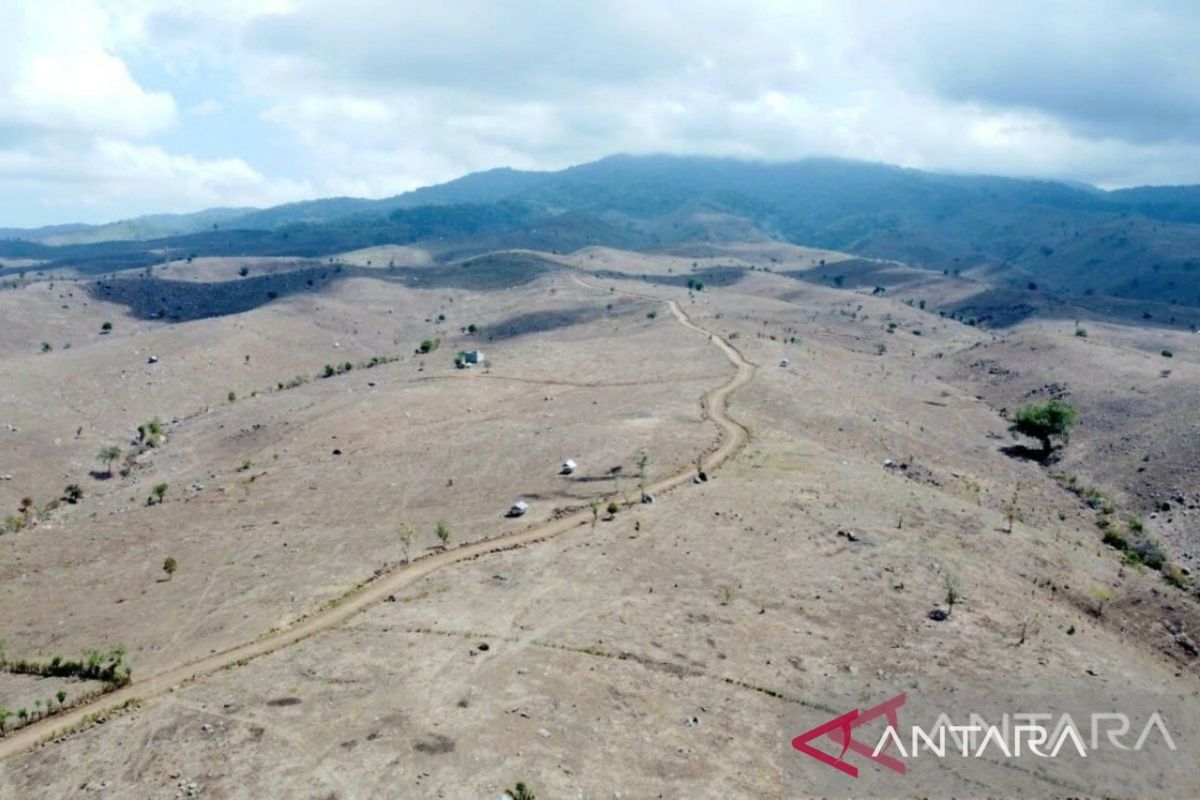 NTB Kehilangan 110.000 Hektare Tutupan Pohon dalam 25 Tahun, Tiga Kabupaten Jadi Penyumbang Terbesar
