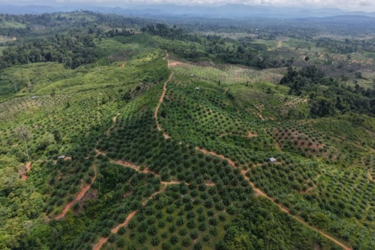 Habitat Gajah Sumatera di Seblat Masih Dikuasai Kebun Sawit Ilegal, Temuan Genesis di Konsesi Dua Perusahaan
