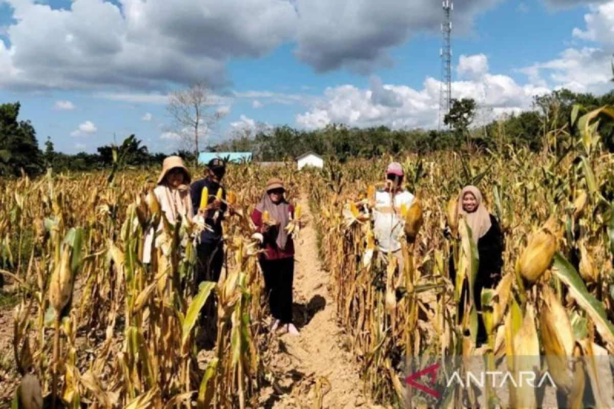 5 Berita Ekonomi dan Kesejahteraan di Kalsel: Digitalisasi UMKM Banjar hingga Produksi Jagung Tanah Bumbu 7.732 Ton