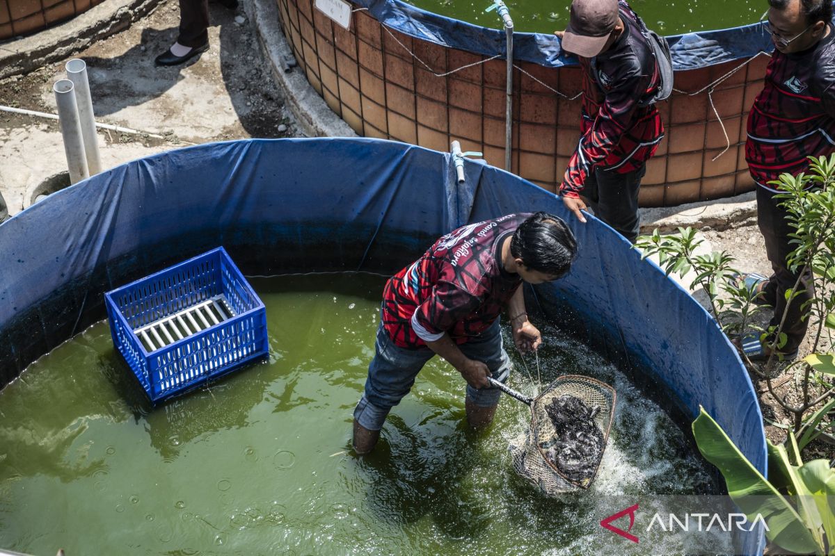 Pemkot Bengkulu Usulkan 1.000 Unit Bioflok ke KKP, Target Cair 2027 untuk 50 Kelompok Pembudidaya