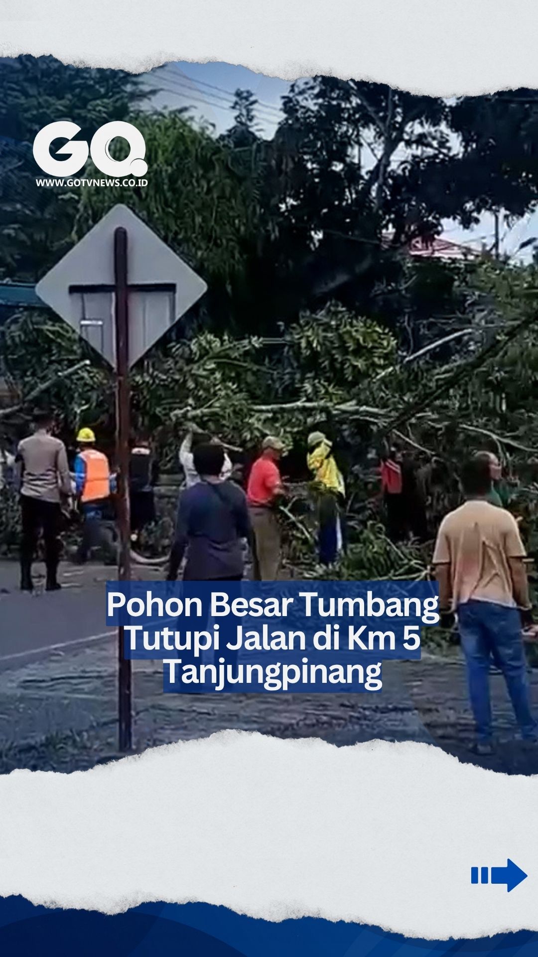 Pohon Besar Tumbang di Jalan Gatot Subroto Tanjungpinang, Arus Lalu Lintas Sempat Macet Total