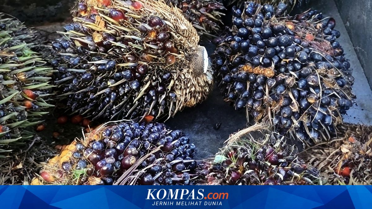 GAPKI Sebut Indonesia Belum Punya Acuan Harga Sawit Seragam, Jadi Celah Under Invoicing Ekspor CPO